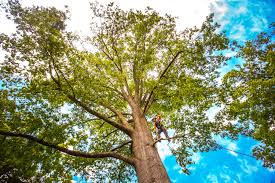 Tree and Shrub Care in Garrison, TX